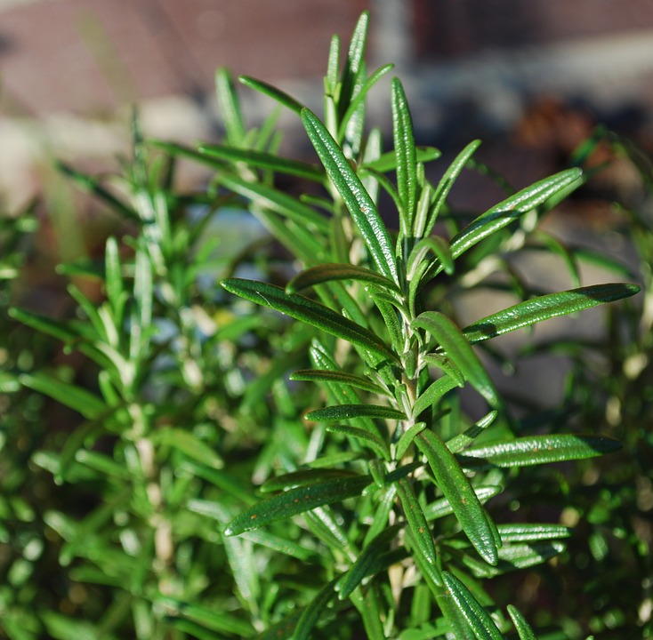 plant232.jpg