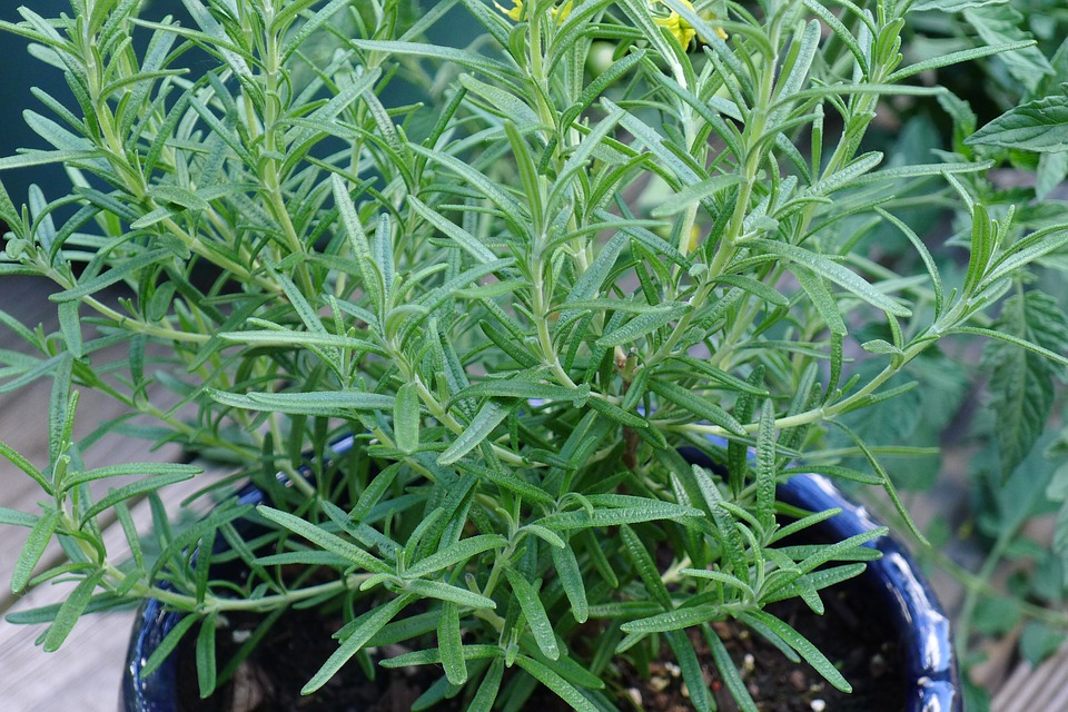 rosemary-1347087_960_720.jpg