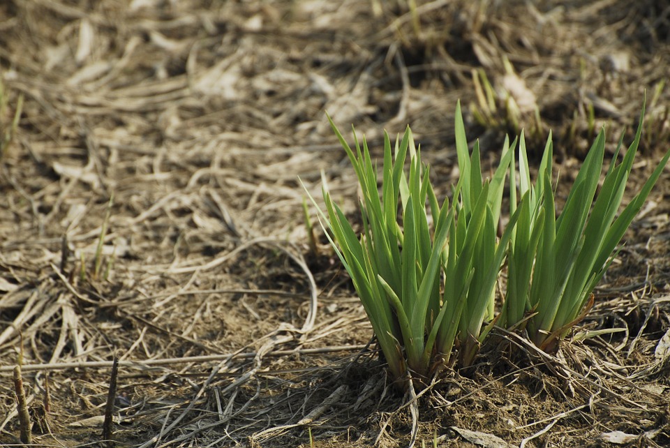 spring-289563_960_720.jpg