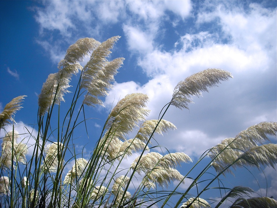 wind-469244_960_720.jpg